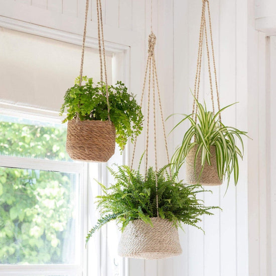 Bohemian Hanging Greens – Jute Rope Planters