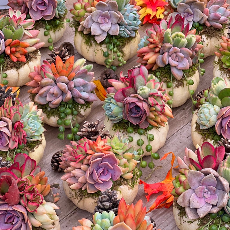 Ivory Pumpkin Succulent Bowl – Fall Centerpiece